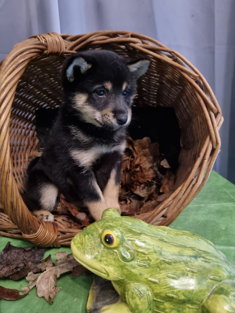 Du Domaine De Tal - Chiots disponibles - Shiba